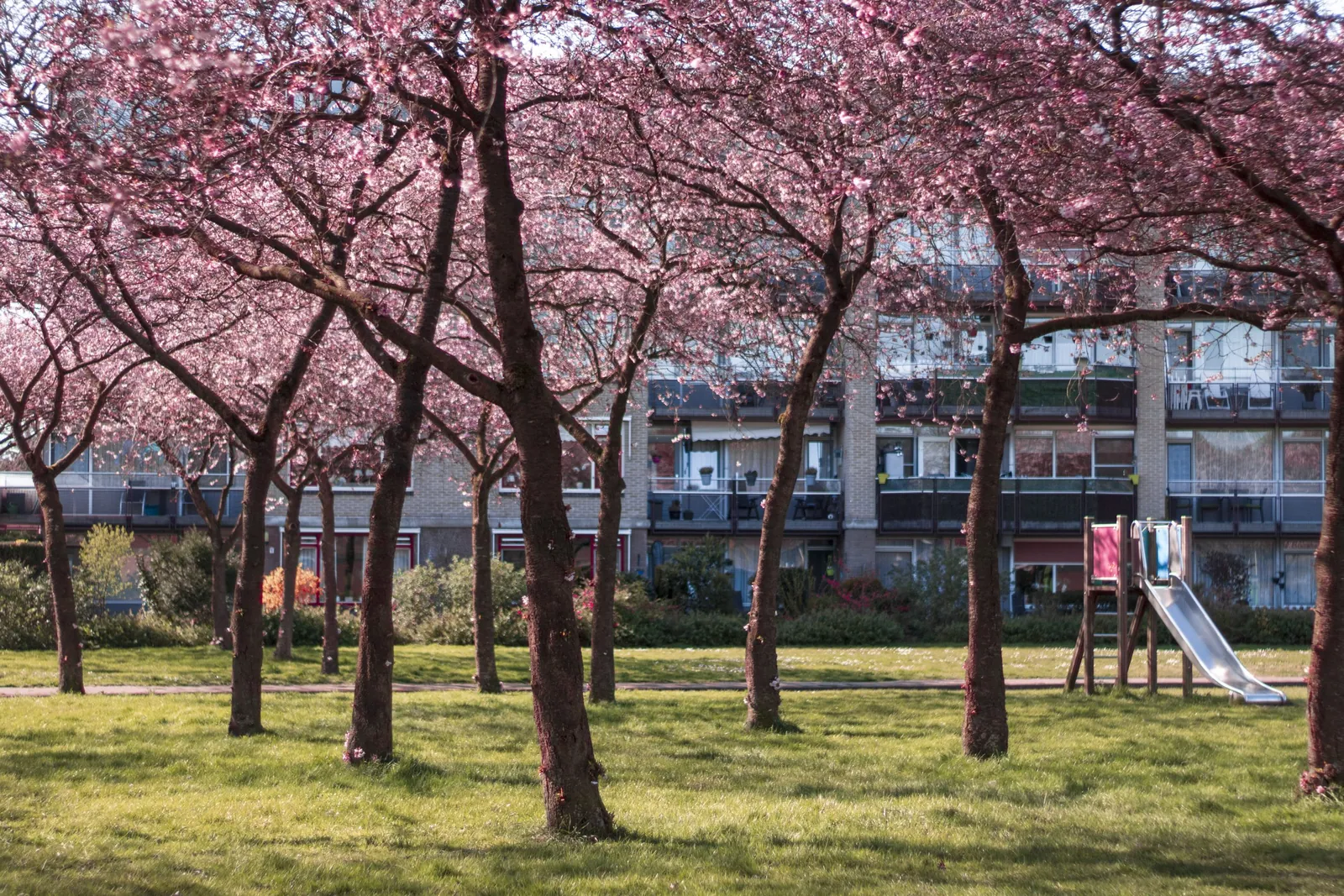 Lente in een van de zuidelijkste wijken van Enschede: Helmerhoek.